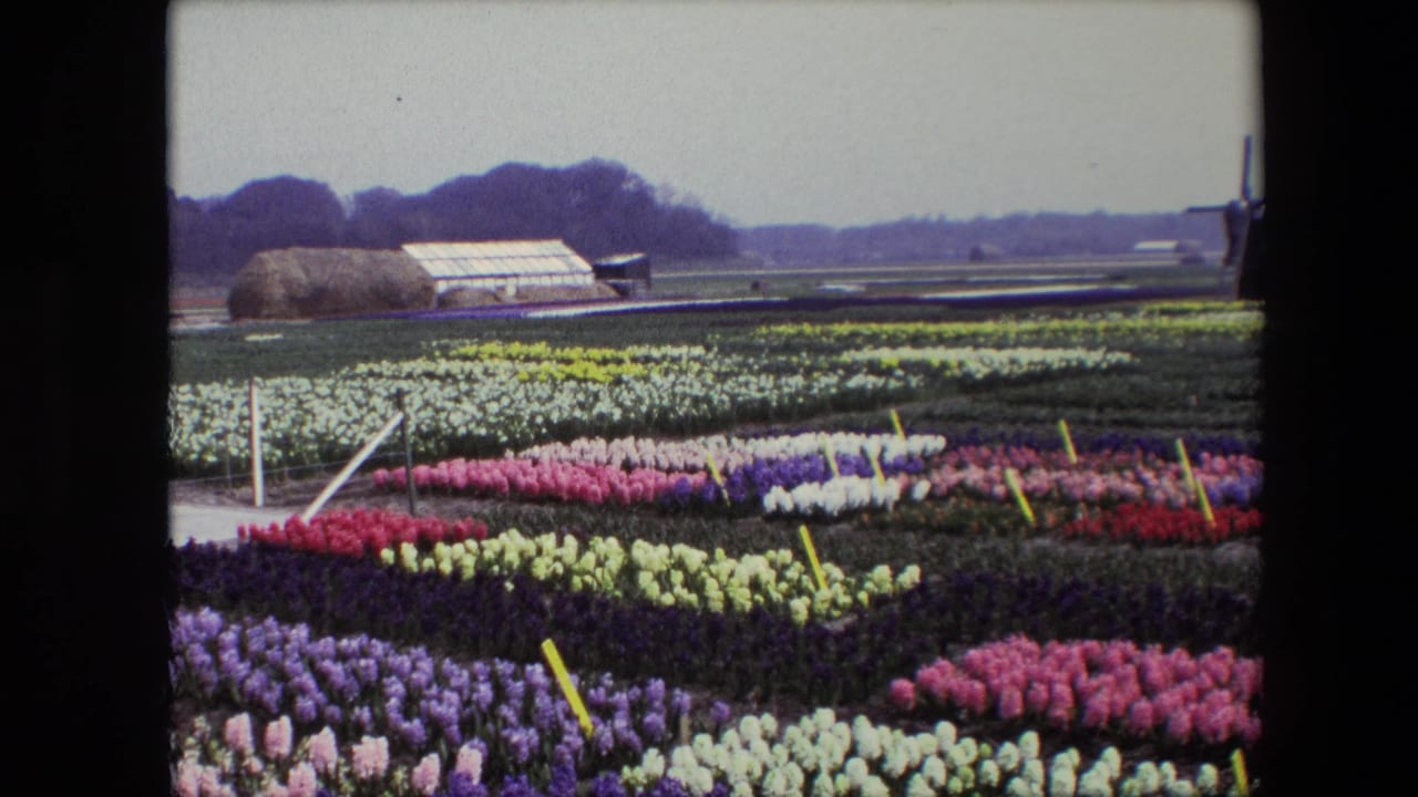 Rows of bright flowers stretch across a flat field with a greenhouse and windmill in the background.