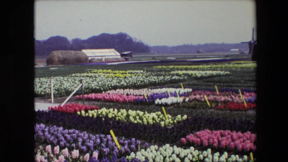 1967 Dutch field view showing dense rows of tulips or similar flowers in multiple colors, with flat farmland, a greenhouse, a haystack-like mound, distant trees, and a windmill behind them.