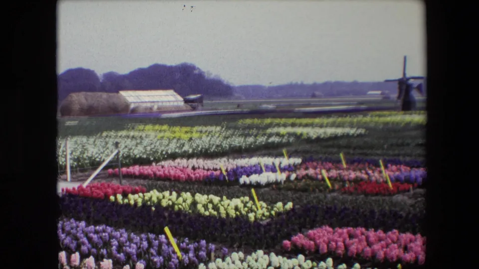 1967 8mm view of Netherlands flower cultivation, with bands of pink, purple, white, and pale yellow blooms in the foreground and a greenhouse, haystack-like mound, flat fields, and windmill in the distance.
