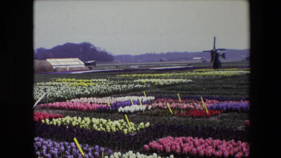 Wide 1967 home-movie frame of a Dutch flower field, showing patterned rows of colorful blooms, yellow markers, flat agricultural land, a greenhouse, distant trees, and a windmill on the right.
