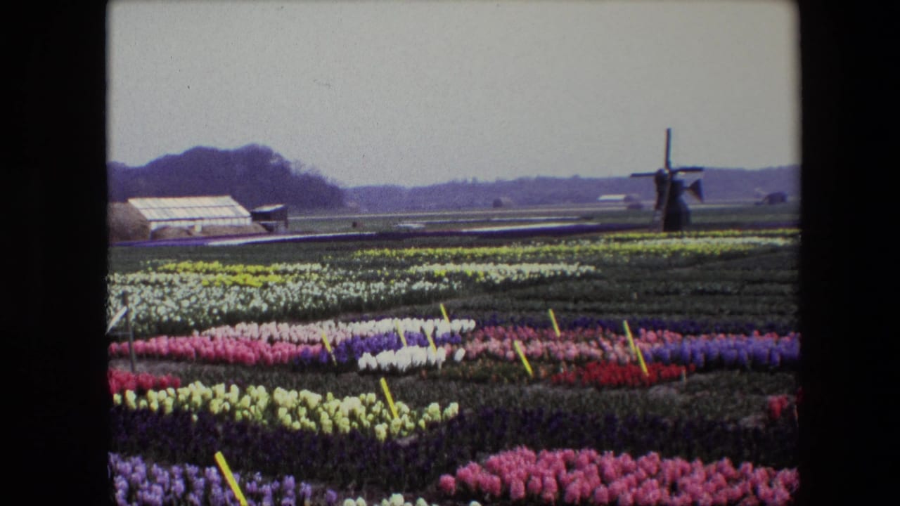 1967 8mm frame of Dutch tulip beds in pink, white, yellow, and purple with a traditional windmill and low greenhouse structures beyond the field.