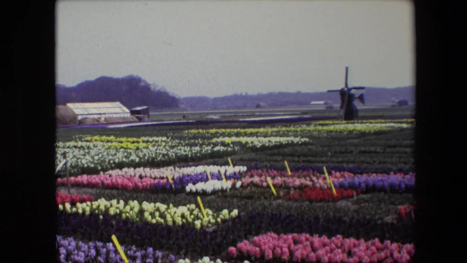 1967 8mm frame of Dutch tulip beds in pink, white, yellow, and purple with a traditional windmill and low greenhouse structures beyond the field.