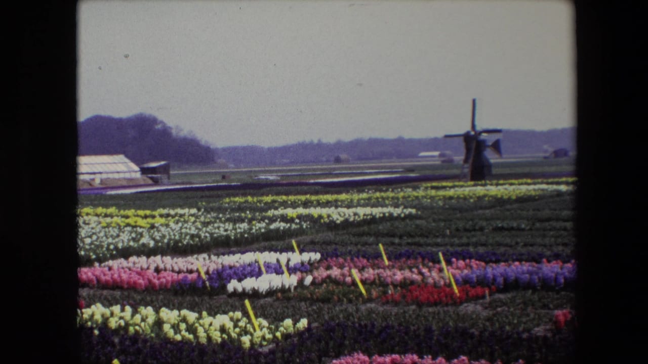 Colorful tulip beds fill the foreground with a dark windmill on the horizon.
