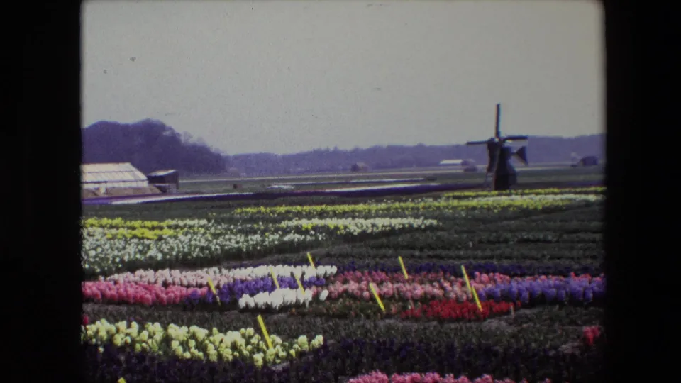 1967 Dutch tulip-field view on 8mm film, showing bands of spring flowers, yellow field markers, greenhouse roofs, and a windmill under an overcast sky.