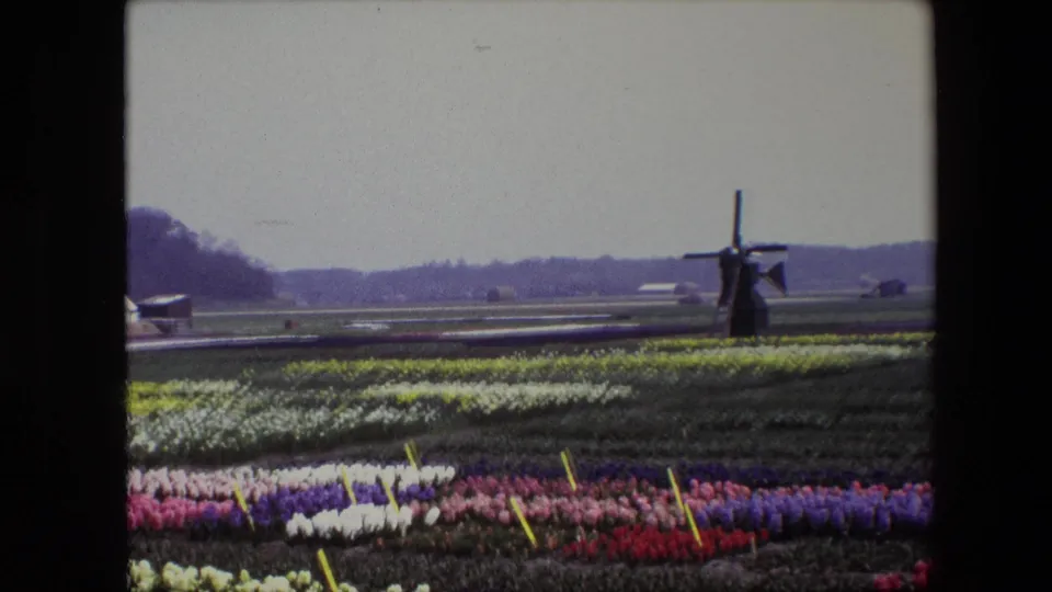 1967 8mm home-movie frame of tulip beds and open Dutch farmland, with a windmill, low buildings, and a wooded horizon softened by film grain.