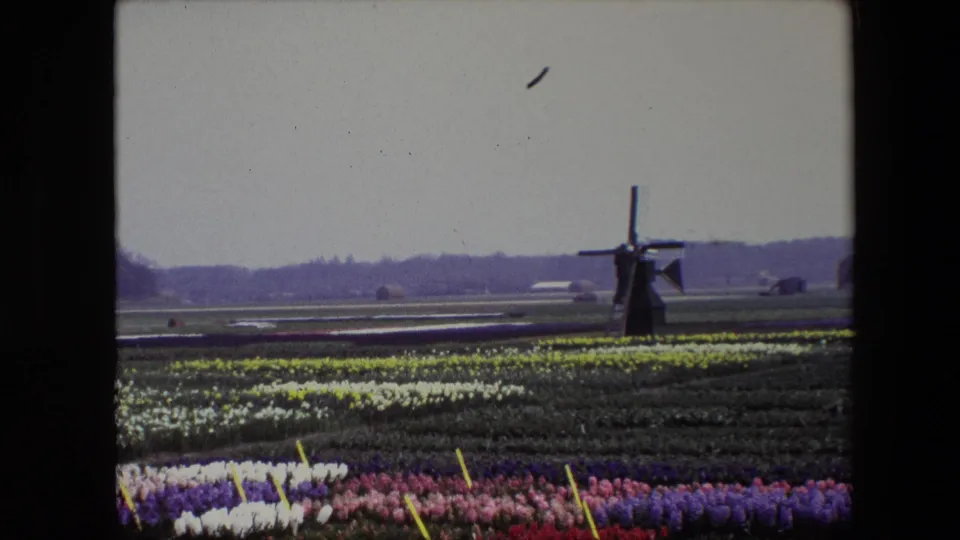 Late shot from the 1967 8mm tulip-field clip, showing colorful flower rows in the foreground and a distant windmill across flat Netherlands farmland.
