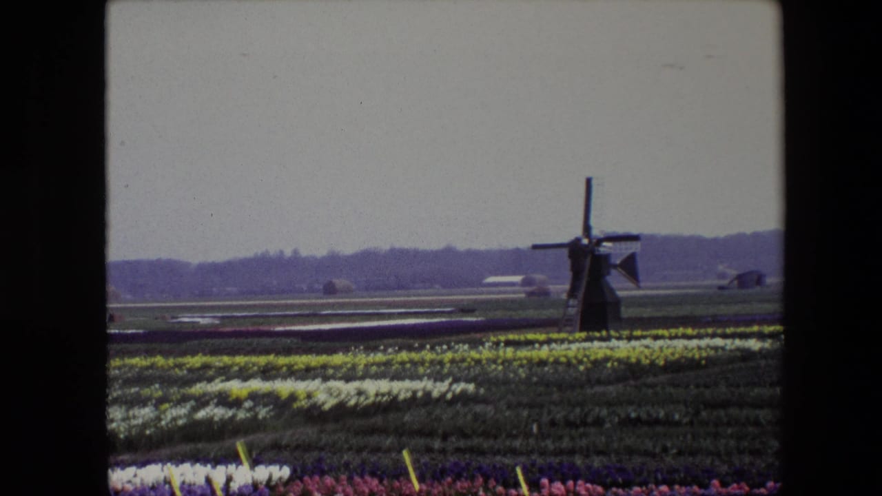 1960s 8mm-style view of a dark windmill across flat flower fields, with yellow and pale rows in the foreground and a low horizon behind it.