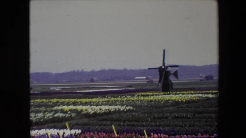 1960s 8mm-style view of a dark windmill across flat flower fields, with yellow and pale rows in the foreground and a low horizon behind it.