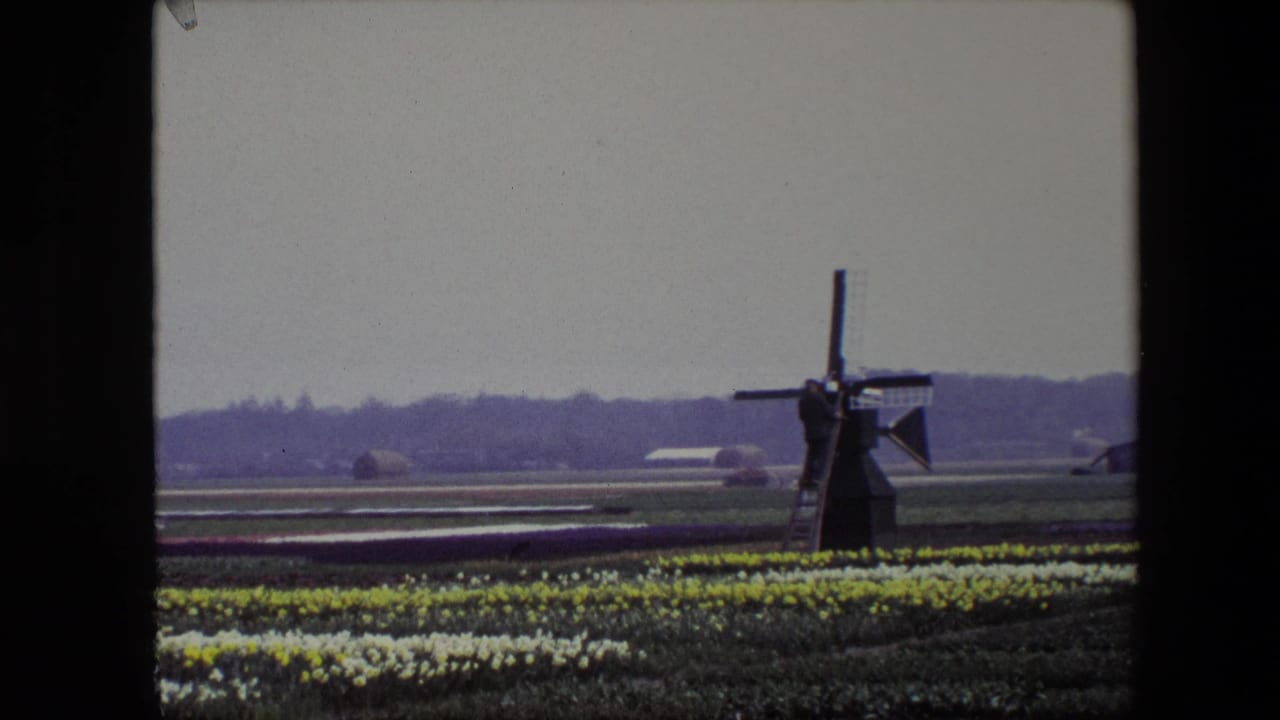 Person on a windmill ladder beside rows of flowers and open fields.