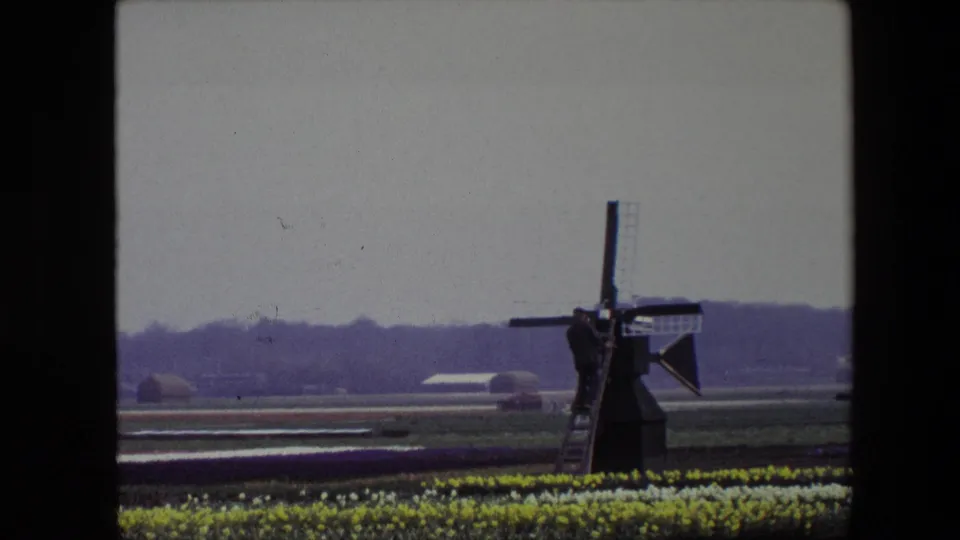 The camera frames the windmill more tightly, showing a person climbing or standing on its ladder while yellow flower rows and flat fields stretch across the foreground.