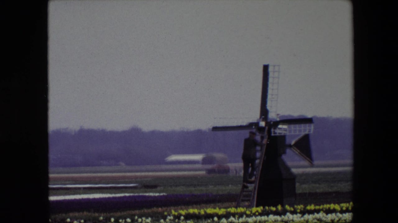 1967 8mm Amsterdam-area travel footage showing a traditional Dutch windmill beyond rows of tulips, with flat farmland and a distant white greenhouse under an overcast sky.