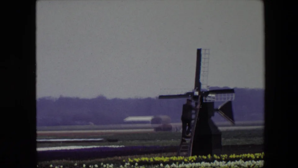 1967 8mm Amsterdam-area travel footage showing a traditional Dutch windmill beyond rows of tulips, with flat farmland and a distant white greenhouse under an overcast sky.