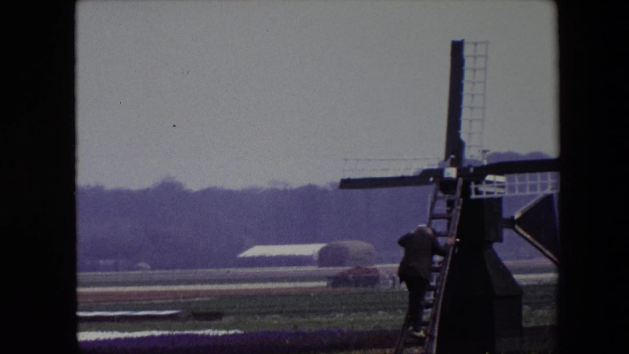 Man in dark clothing stands on a ladder attached to a windmill beside tulip fields.