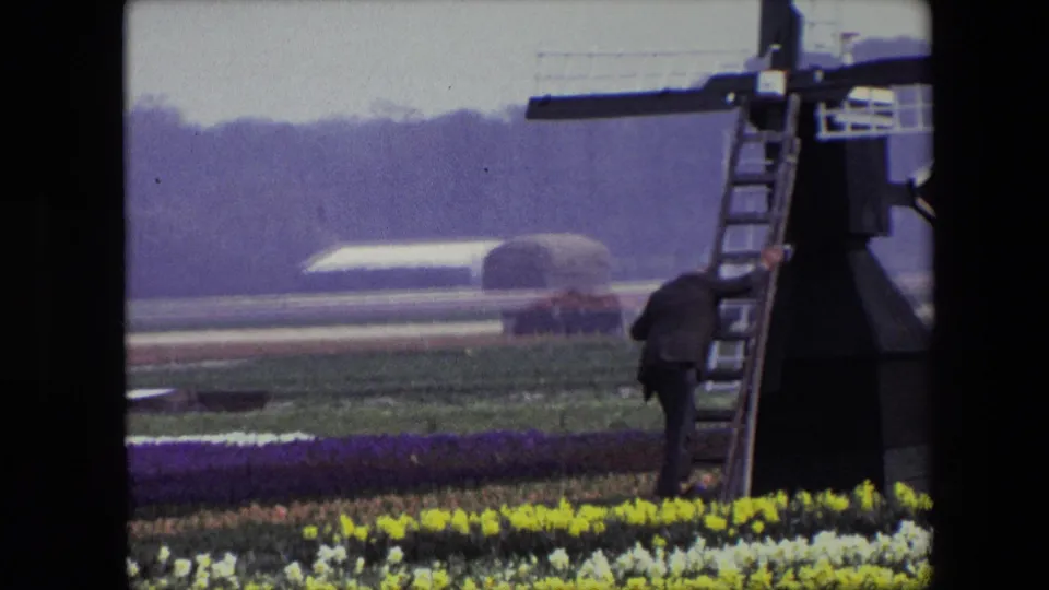 1967 8mm Amsterdam-area home-movie frame showing an adult man bending near the windmill ladder, with purple, yellow, and pale flower rows across the foreground.