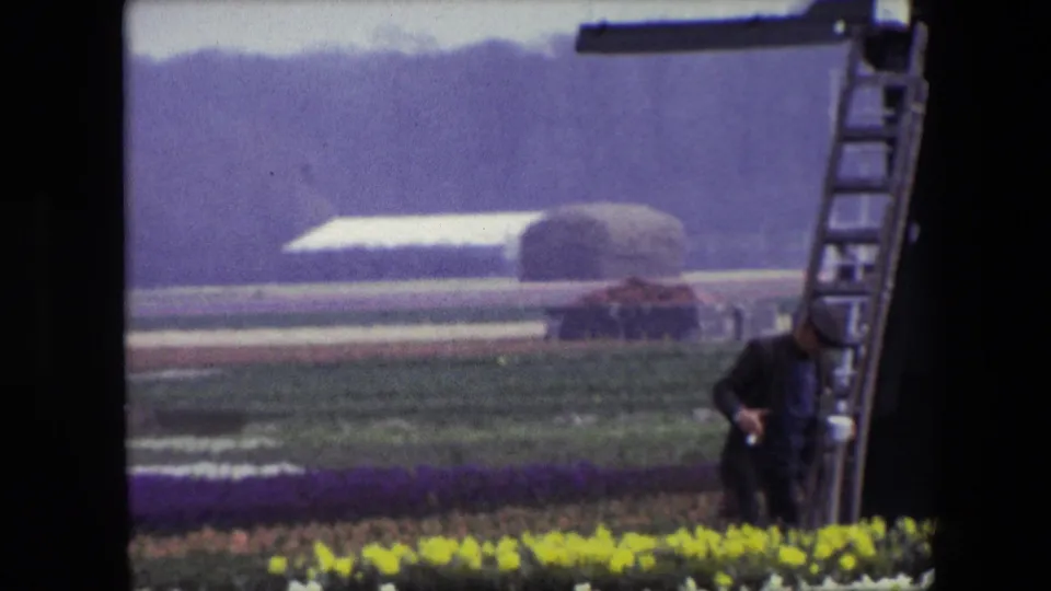 1967 8mm Amsterdam-area travel footage showing an adult man in dark clothing moving away from a windmill ladder, with tulip rows, fields, and a distant greenhouse behind him.