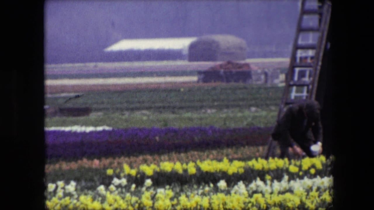 1967 Amsterdam-area 8mm frame showing a man tending bright flower beds near the base and ladder of a traditional Dutch windmill.