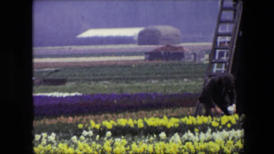 1967 Amsterdam-area 8mm frame showing a man tending bright flower beds near the base and ladder of a traditional Dutch windmill.