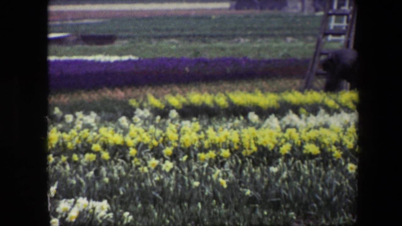 Flower beds with yellow and purple blooms dominate the frame, with part of a windmill structure and ladder visible at the right edge.