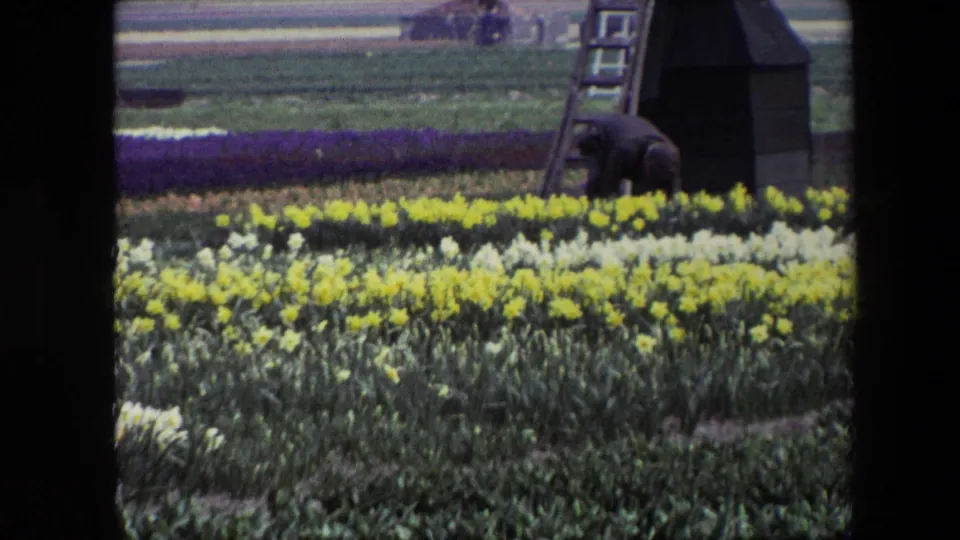 A man bends over among yellow and pale flower rows beside the dark base of a windmill, with open field and a ladder behind him.