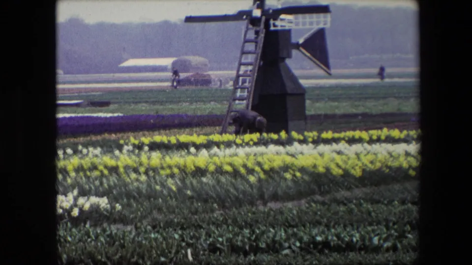Wide 8mm view of a Dutch windmill beside bright flower rows, with a man near the base and distant figures or vehicles across the field.