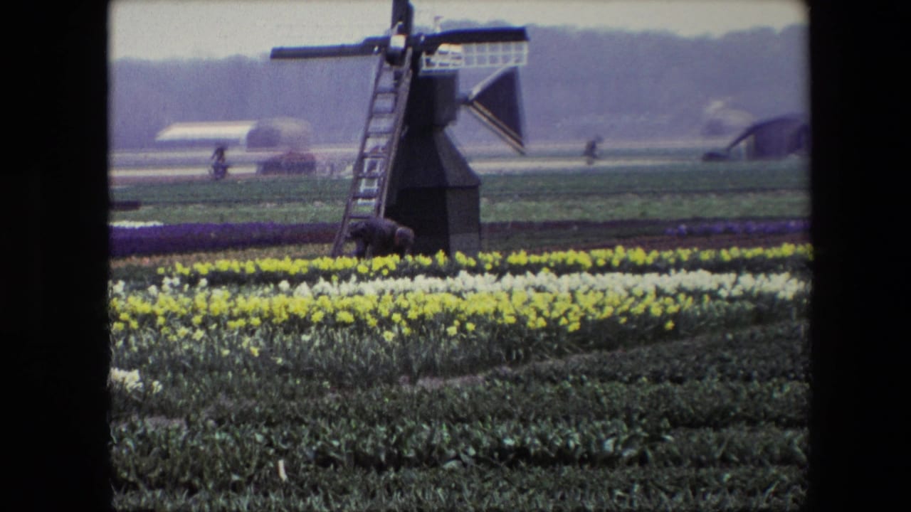 1960s 8mm frame of a dark windmill standing beyond yellow and white flower rows, with green crops, distant workers, and farm buildings in a hazy rural landscape.
