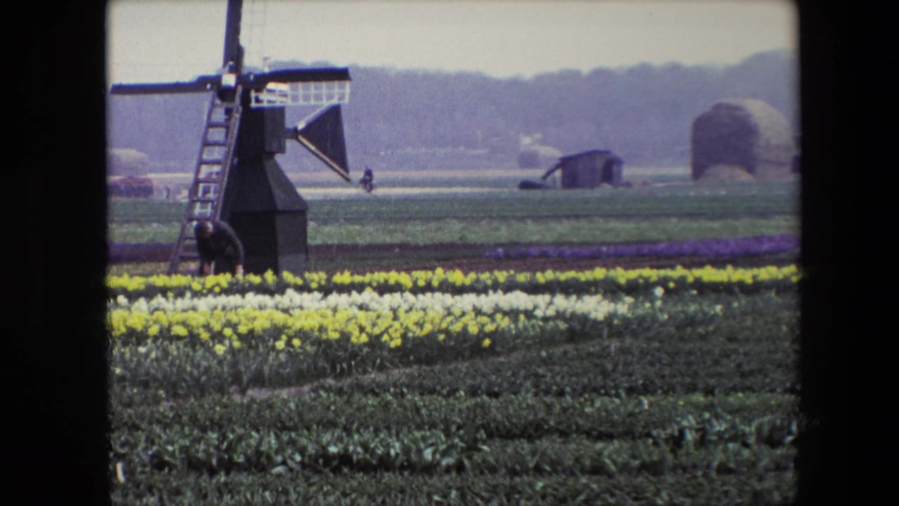A rural Netherlands scene from 1967 metadata shows a windmill above bands of yellow and white flowers, with purple blooms, green fields, small workers, and rounded structures in the distance.