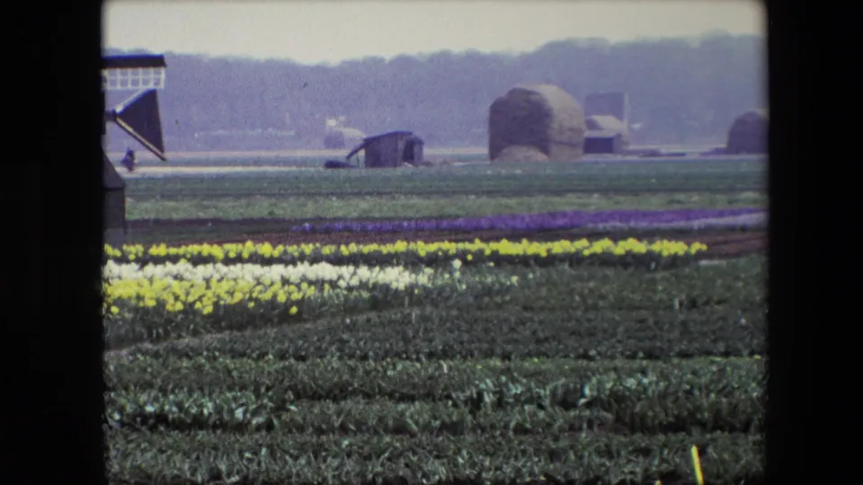 The camera view shifts across color-banded flower fields, with the windmill partly out of frame, small distant workers, rounded hay or storage forms, and low farm buildings beyond the crops.