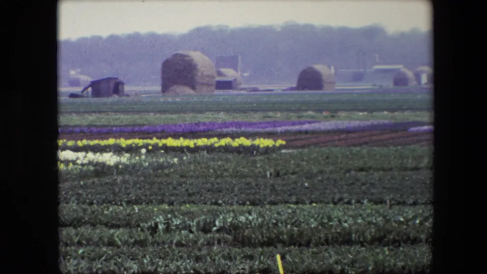 A wide 8mm countryside frame shows green crop beds in the foreground, bands of white, yellow, and purple flowers, rounded farm structures, low buildings, and a hazy tree line in the background.