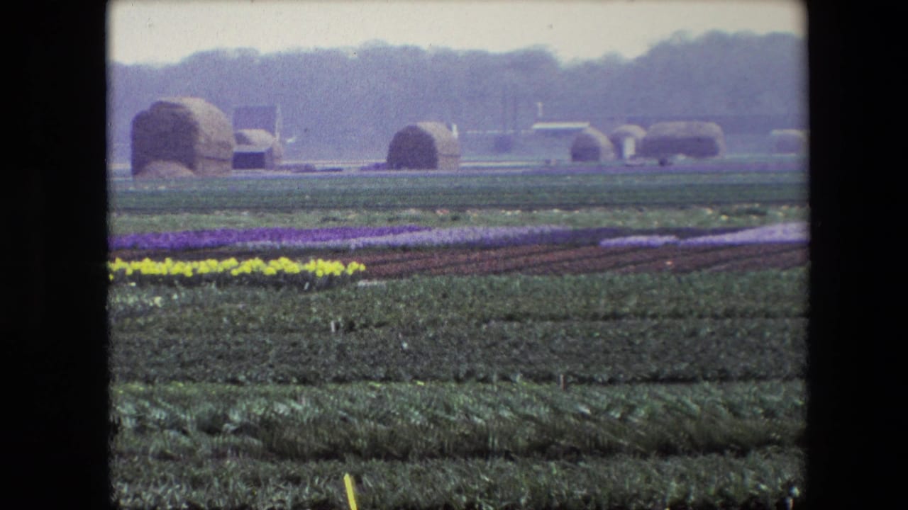 1960s 8mm frame described as Amsterdam, Netherlands, showing a distant flower field with green rows, yellow and purple blooms, rounded hay bales, and a windmill-like structure under hazy light.