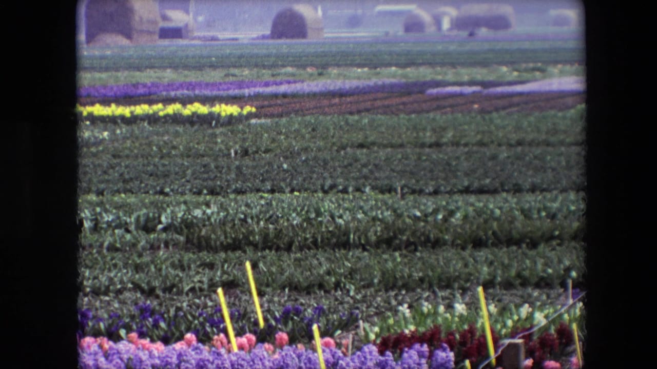1960s 8mm frame described as Amsterdam, Netherlands, showing layered green field rows, narrow yellow and purple flower bands, distant rounded hay bales, and pink-purple flowers near the foreground.