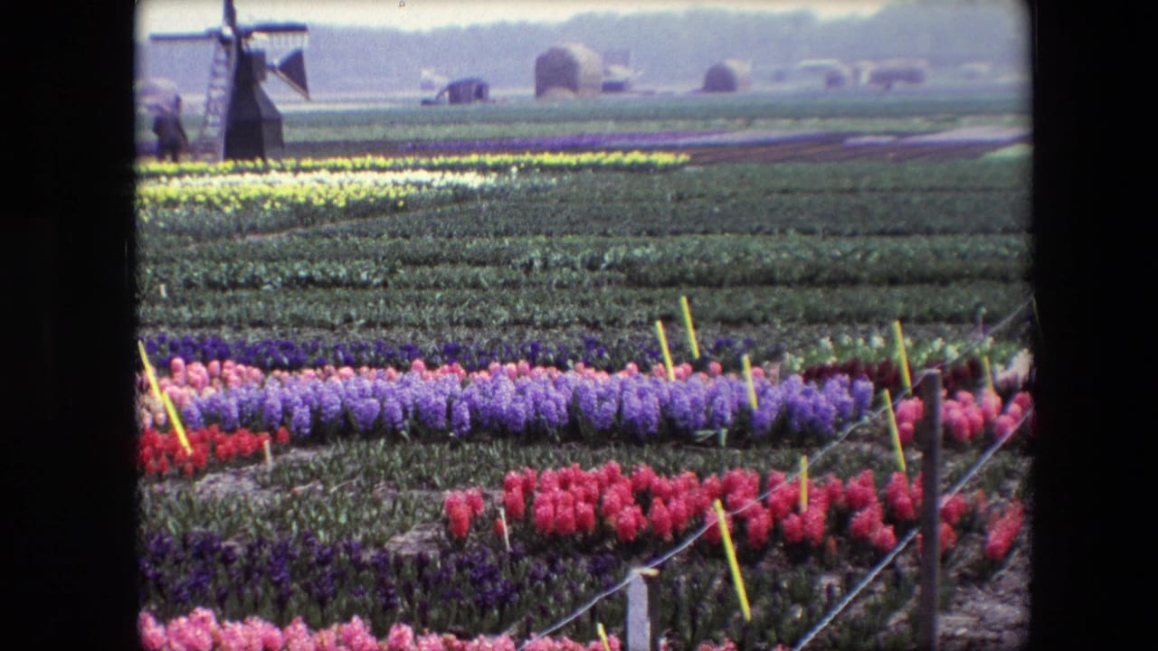 Rows of colorful flowers stretch across a flat field with a windmill in the distance.