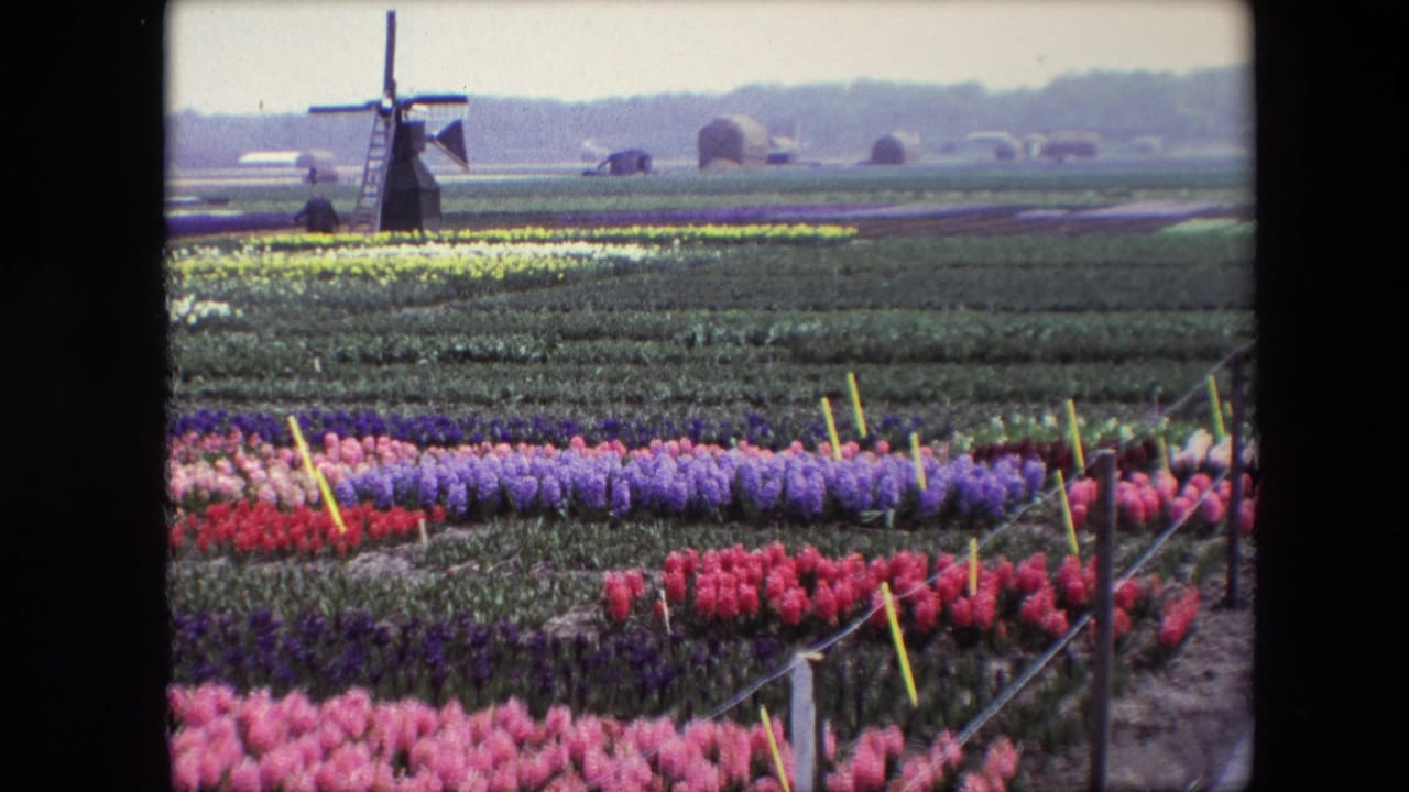 1967 8mm frame of a Dutch flower field with pink, purple, red, and white beds in the foreground and a windmill near distant farm shapes on the horizon.