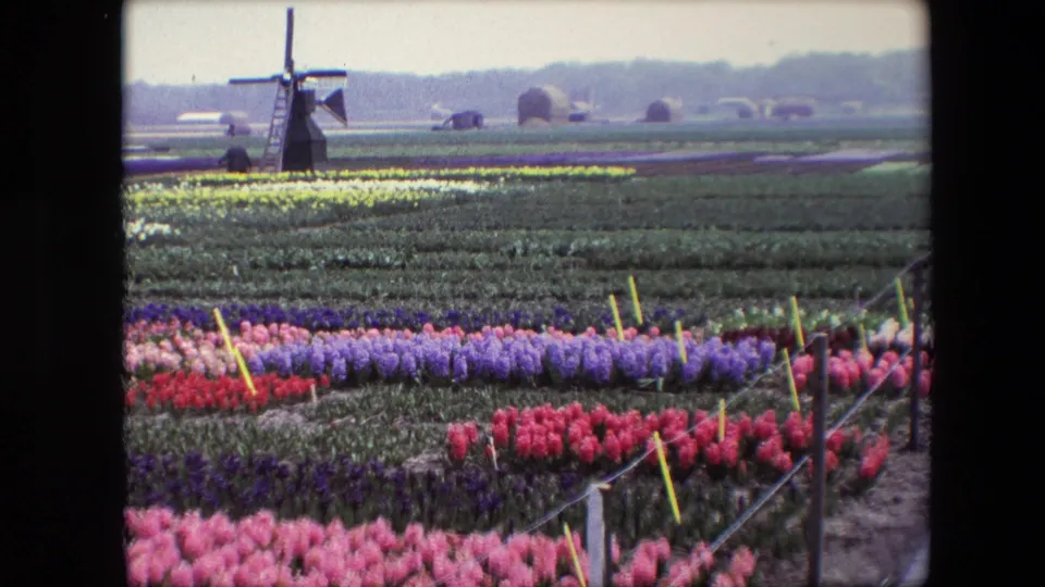 1967 8mm frame of a Dutch flower field with pink, purple, red, and white beds in the foreground and a windmill near distant farm shapes on the horizon.