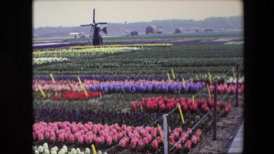 1967 8mm view across dense pink, purple, red, and white flower rows, with fencing, muddy paths, and a windmill set against hazy flat countryside.