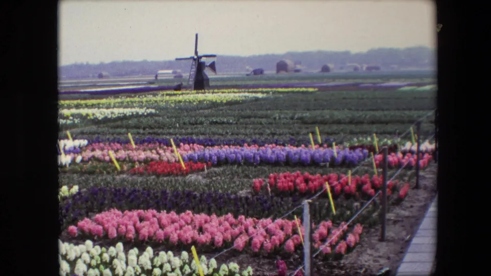 1967 8mm frame of Netherlands countryside flower cultivation, showing white and pink foreground blooms, purple and red rows, field supports, a windmill, and distant hay bales.