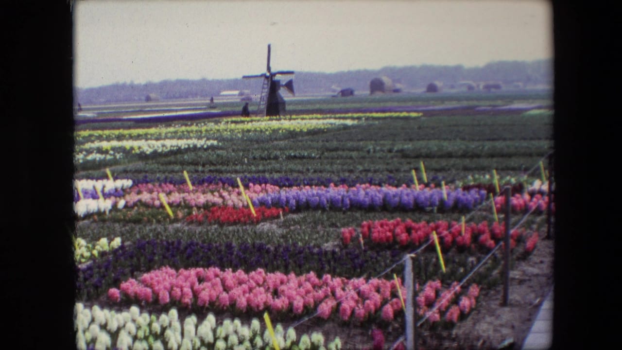 1967 8mm-style view of Dutch tulip beds in pink, purple, red, white, and yellow with yellow markers and a distant windmill on the horizon.