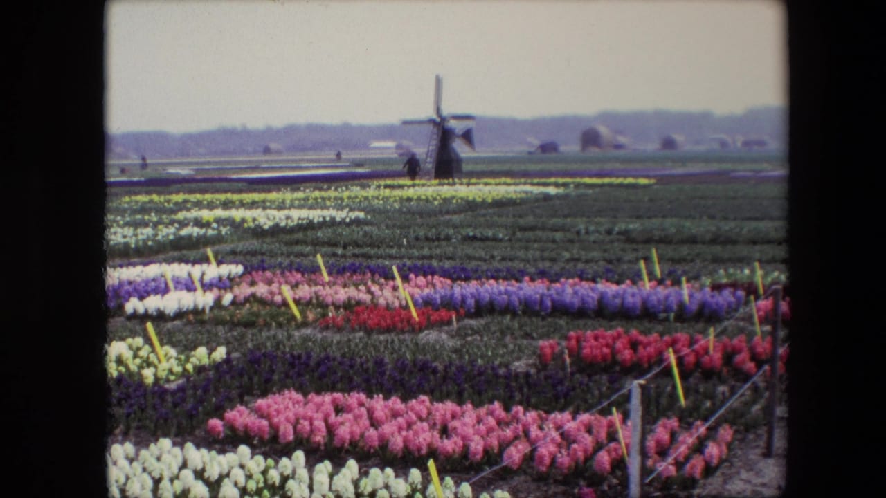 Colorful flower beds stretch toward a distant windmill.