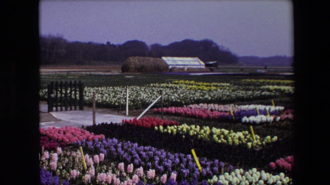 1967 8mm frame of colorful flower beds in an Amsterdam-area nursery setting, with a paved path, low posts, distant greenhouses, and open fields beyond.