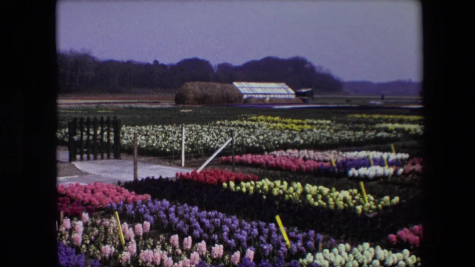 1967 8mm frame of colorful flower beds in an Amsterdam-area nursery setting, with a paved path, low posts, distant greenhouses, and open fields beyond.