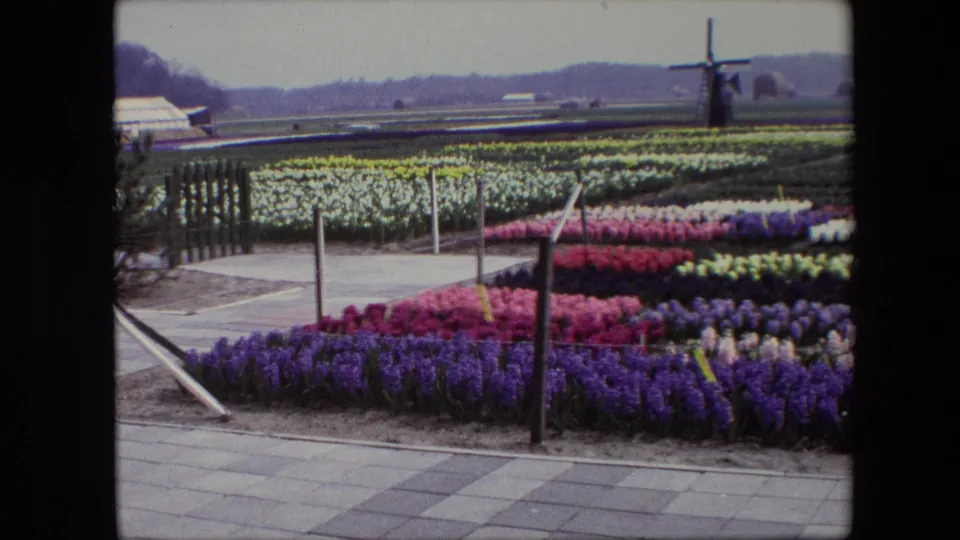 Amsterdam, Netherlands 1967 home-movie frame of nursery flower rows viewed across a paved path, with a windmill and greenhouse structures beyond the fields.