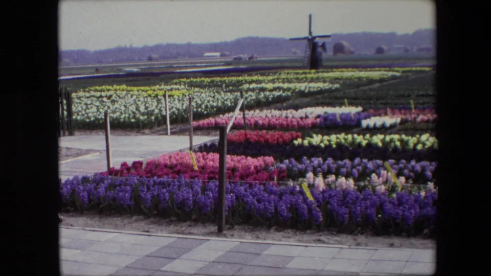 1967 8mm frame of Dutch flower nursery rows in purple, pink, white, and yellow, with low posts, open fields, and a windmill visible under an overcast sky.