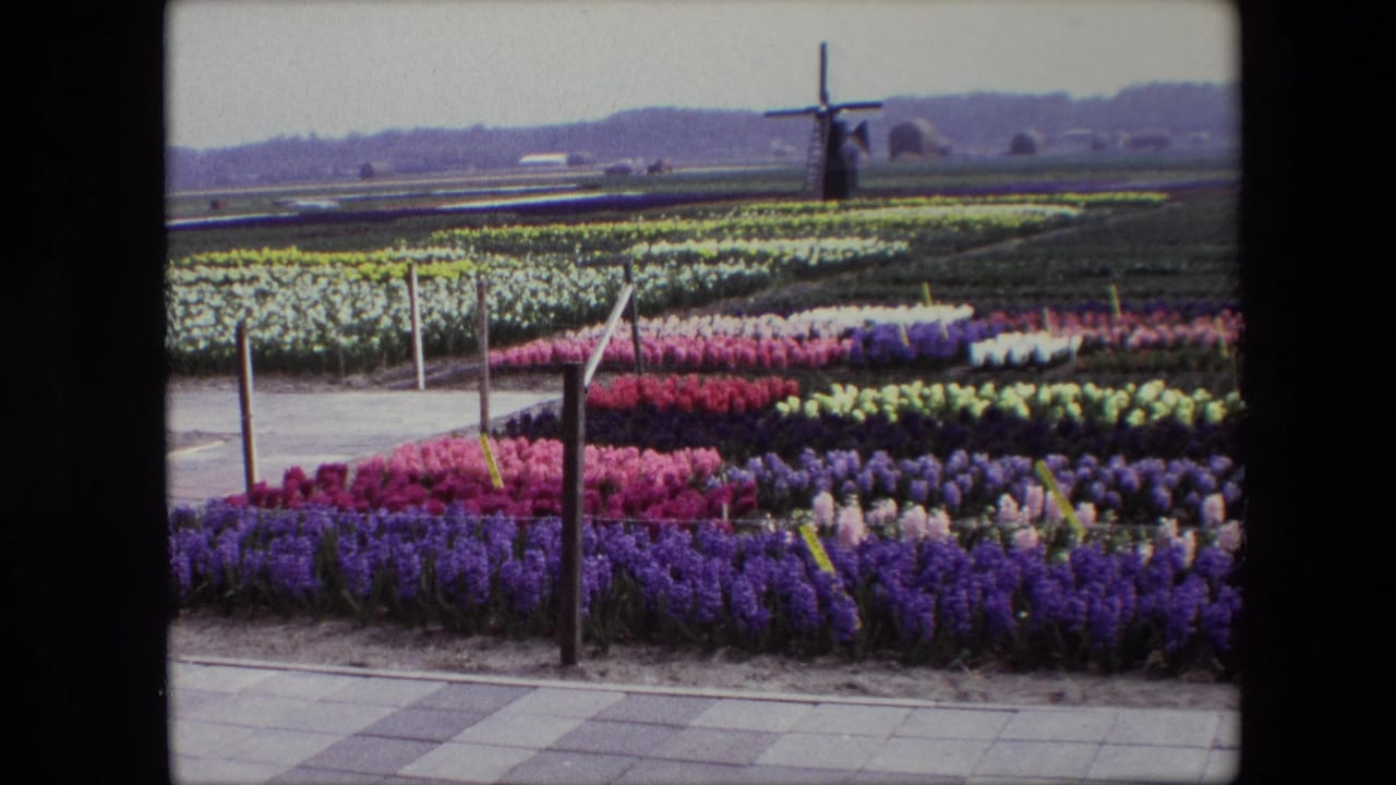 1967 8mm travel footage shows rows of purple, pink, red, yellow, and white flowers beside a paved walkway, with a Dutch windmill in the distance.