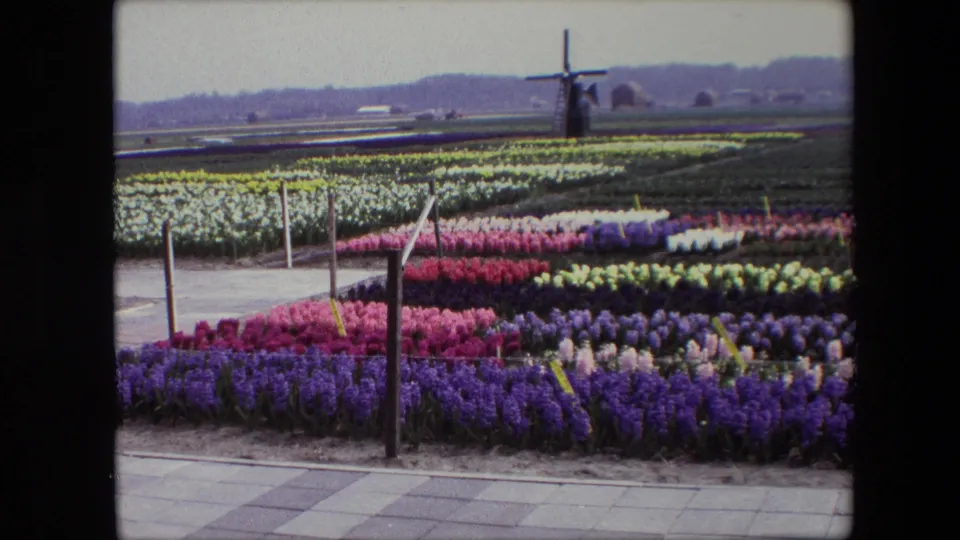 1967 8mm travel footage shows rows of purple, pink, red, yellow, and white flowers beside a paved walkway, with a Dutch windmill in the distance.