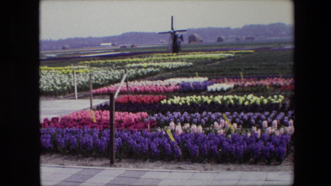 Colorful flower beds stretch across a field with a windmill in the background.
