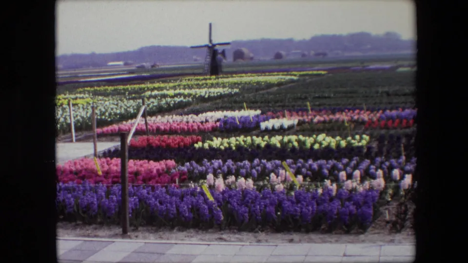 Vintage 8mm frame of a Dutch flower field, with dense purple and pink rows in the foreground and a windmill across the flat landscape.