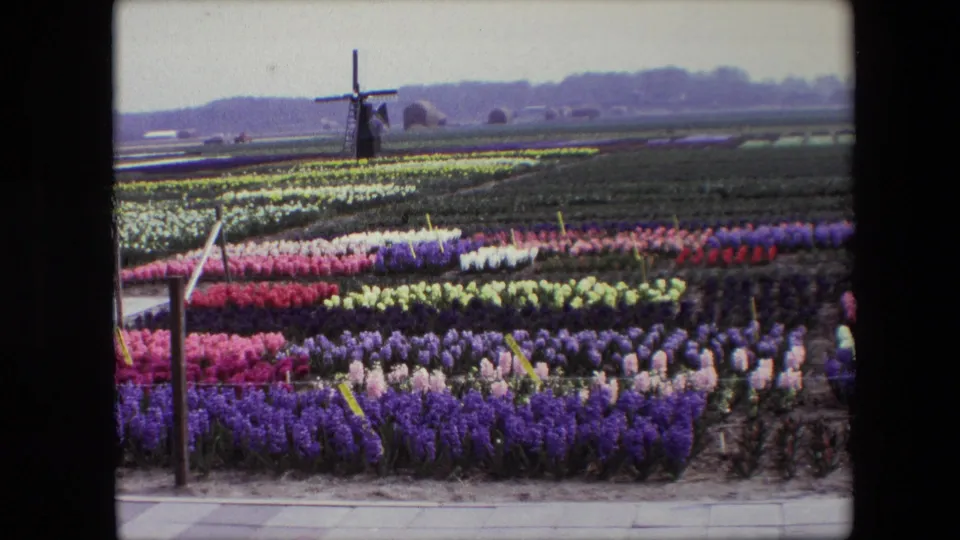 The final frame holds on the cultivated Dutch flower rows and distant windmill, preserving a soft 1960s home-movie view of the rural scene.