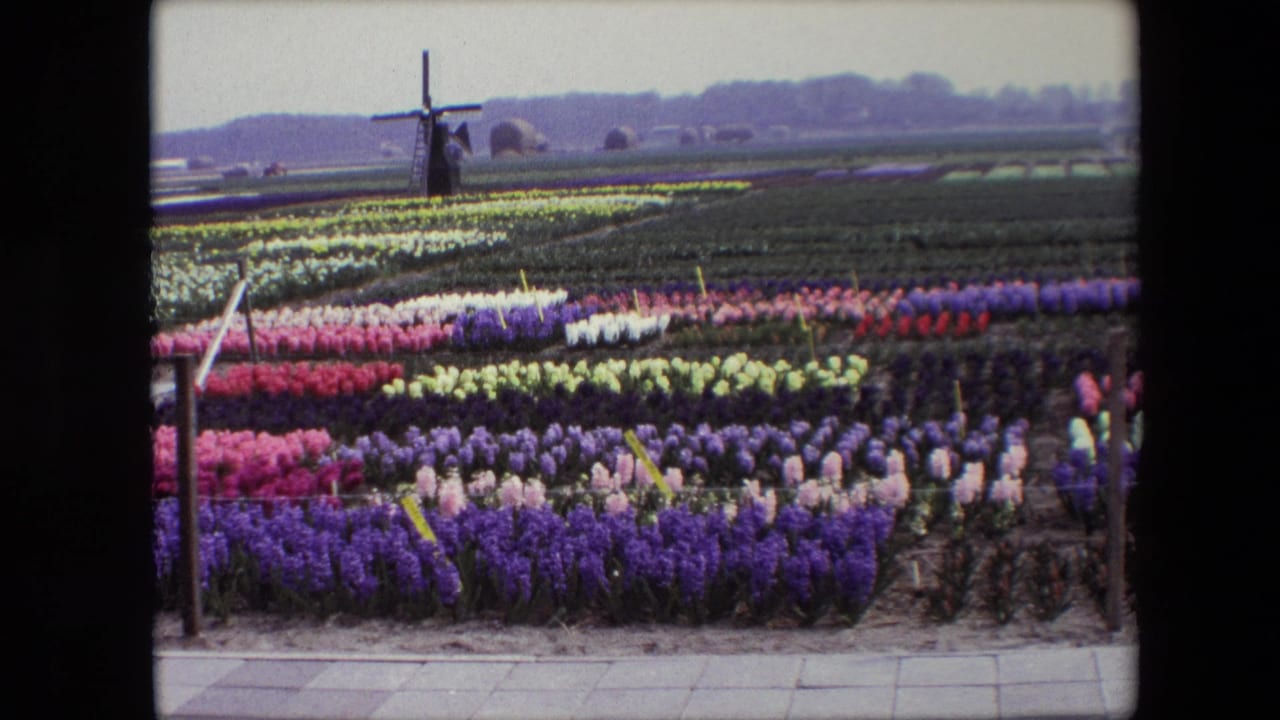 1967 8mm view of Dutch flower fields arranged in bands of purple, pink, yellow, white, and red, with a windmill beyond the farmland.