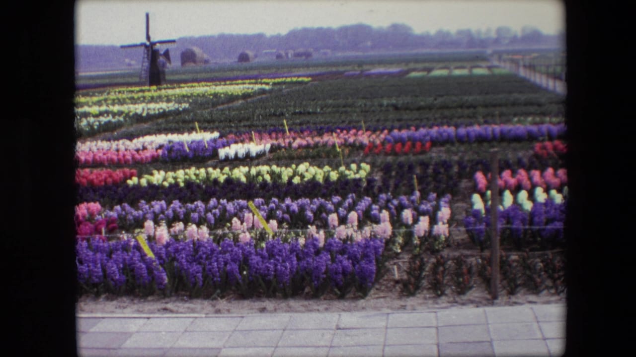 Flower beds in multiple colors stretch across flat farmland with a windmill at left.