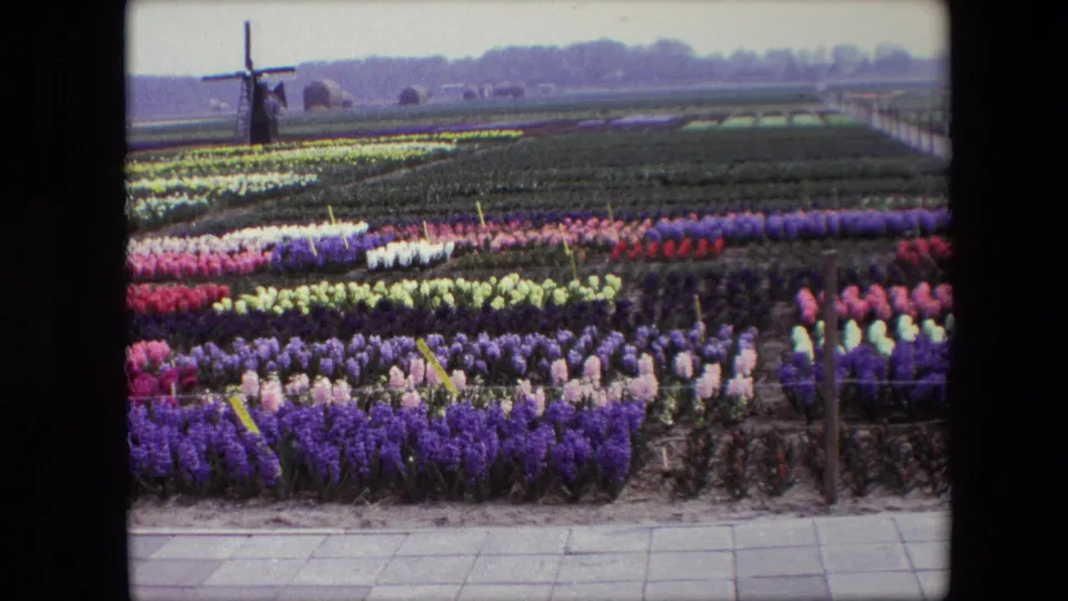 Wide 8mm frame of Dutch flower fields in bloom, with orderly rows, field markers, a foreground walkway, and a windmill on the horizon.