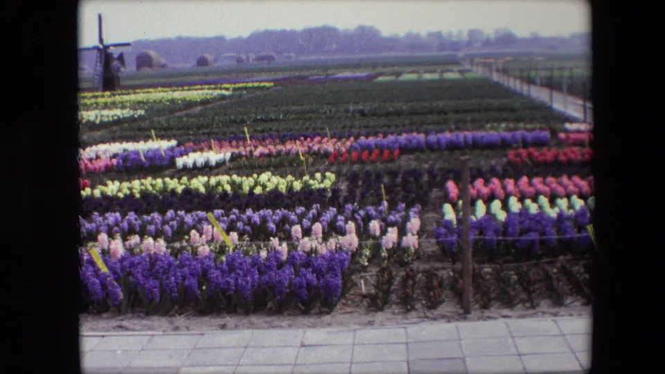 1967 home-movie frame showing rows of spring flowers, a paved viewing path, distant windmill, low fencing, and flat agricultural land under a hazy sky.